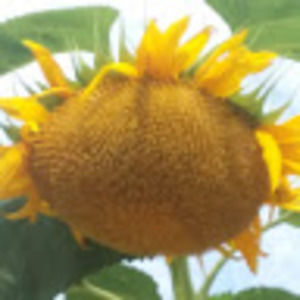 Meet your Posher, Beverly